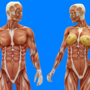 Exercícios para perder gordura visceral da barriga