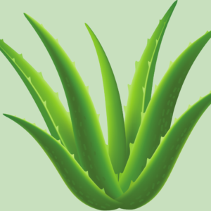 Babosa para que serve: benefícios dessa planta para o corpo